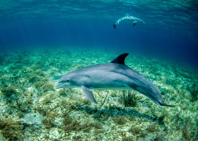 Dolphins underwater world