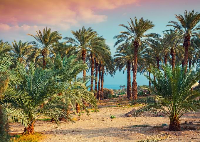 Palm Tree Phoenix Date Pla