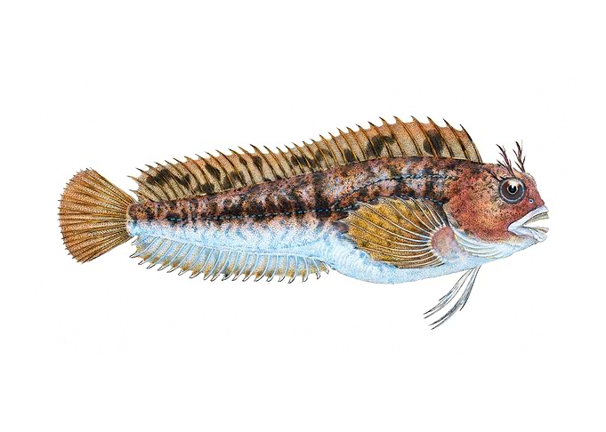 Gattorugine Blenny