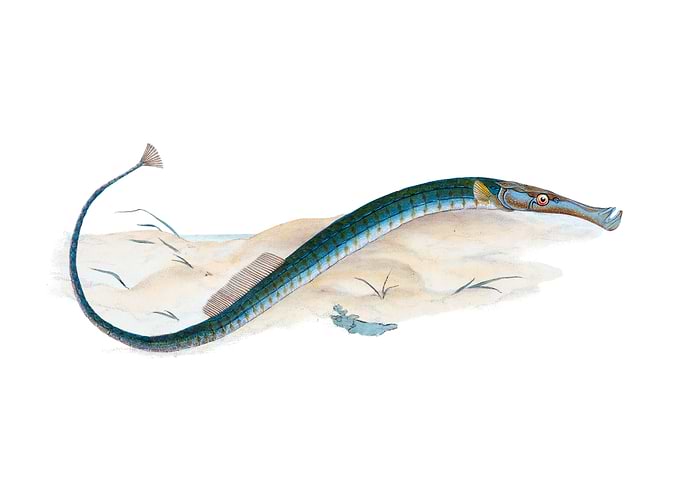 Pelagic Pipe fish