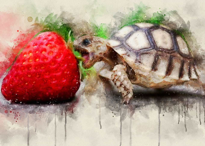 Baby Turtle Cute