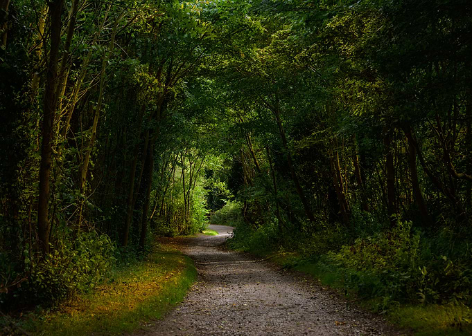 Woodland Path