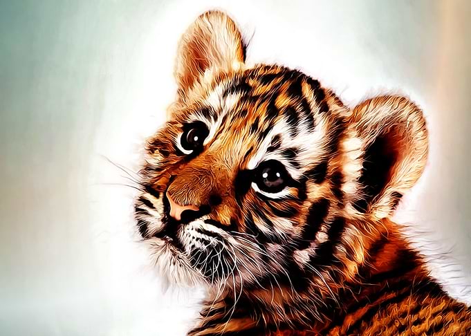 Tiger Cub