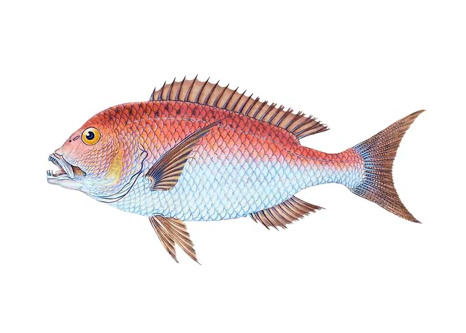 Four toothed sparus