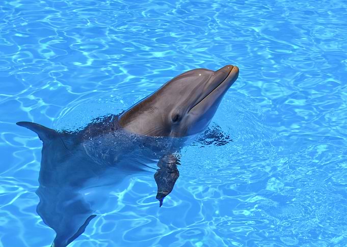 Dolphin Fish in pool