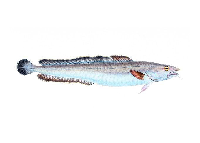 Ling Gadus Molva