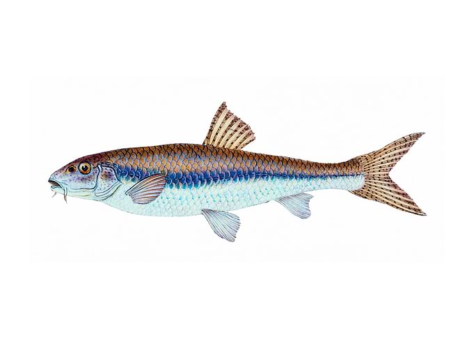 Gudgeon Cyprinus Gobio