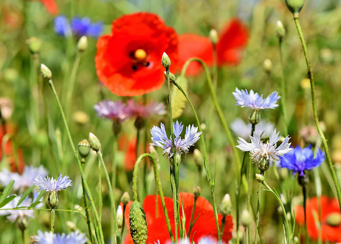 Alpine Cornflowers