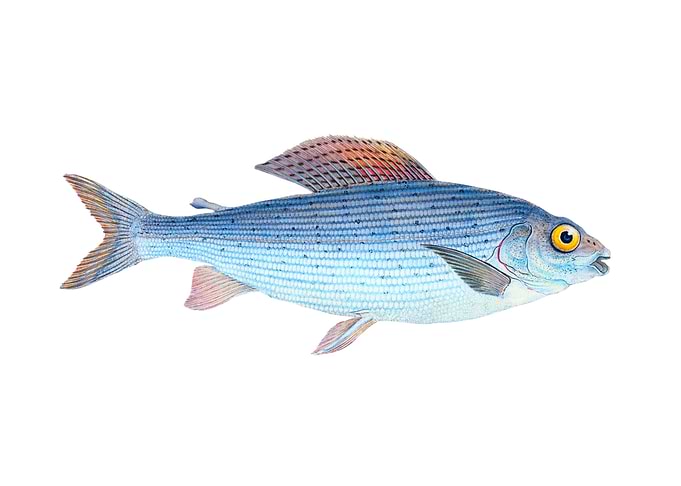 Grayling Salmo Thymallus