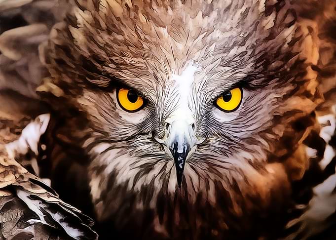 Brown Owl