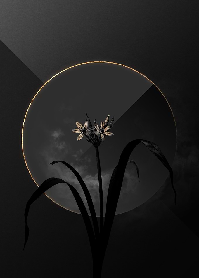 Dark Black and Gold Flower