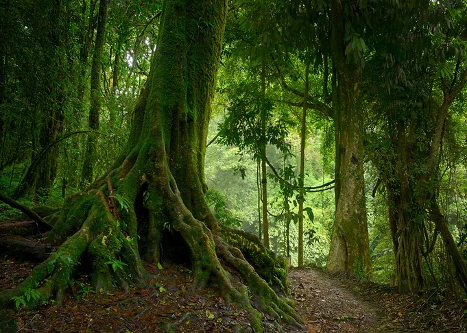 Nature