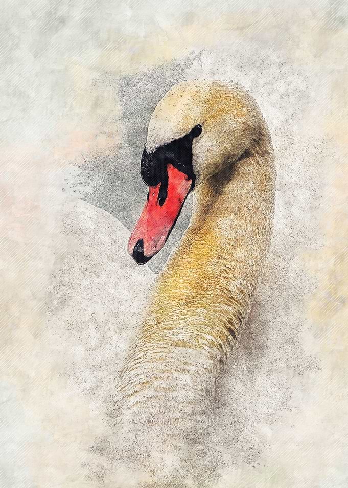Swan bird art