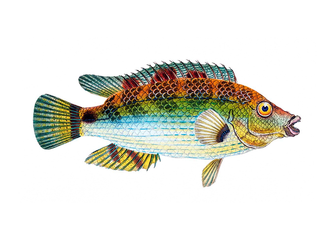 Goldfinny Labrus