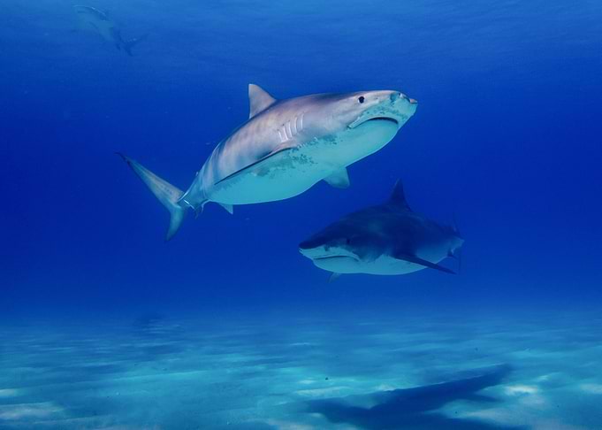 Shark Fishes underwater