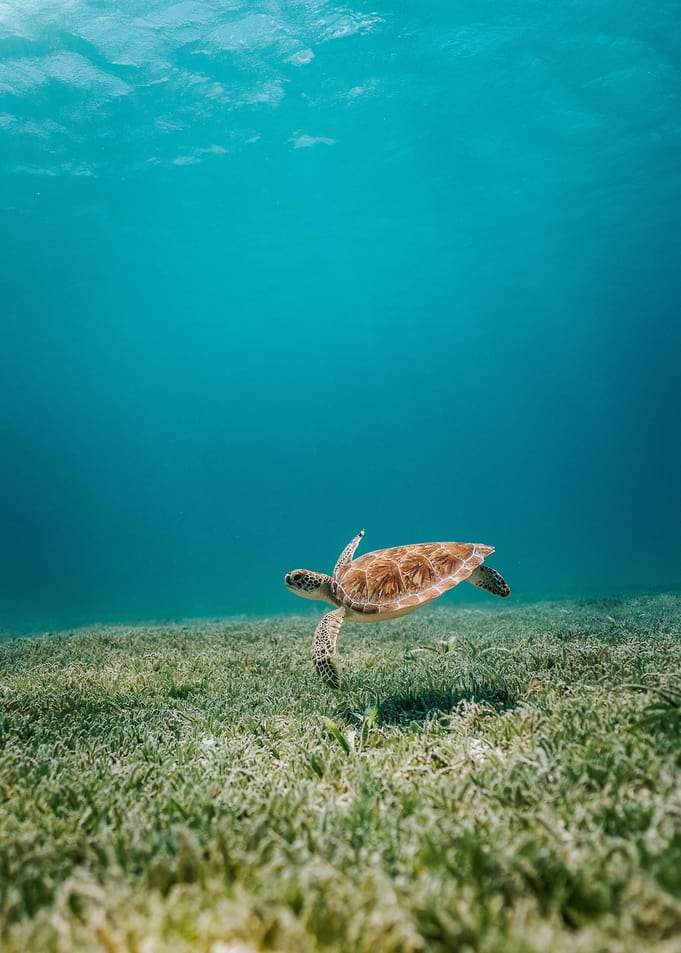 Sea Turtle underwater