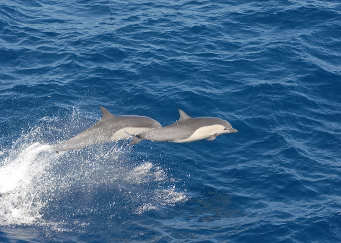 Dolphins Fishes jump water