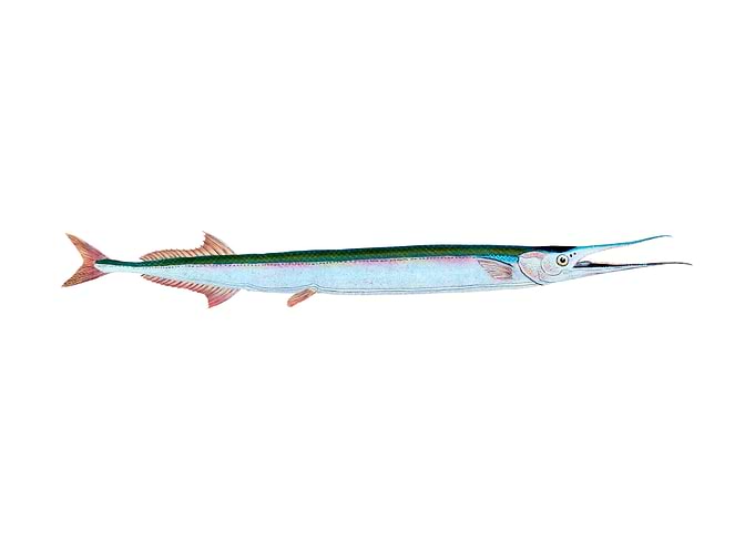 Gar fish Esox belone