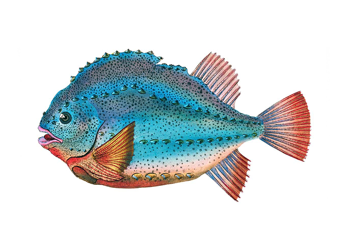 Lumpsucker Cyclopterus