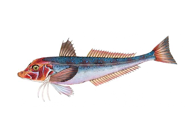 Grey Gurnard