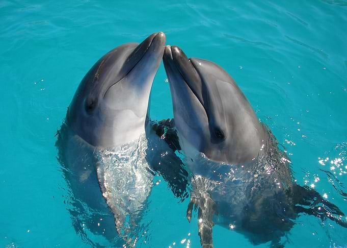 Dolphins Fishes in Water