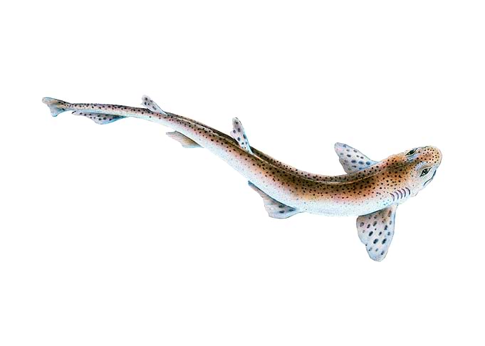 Lesser Spotted Dog fish