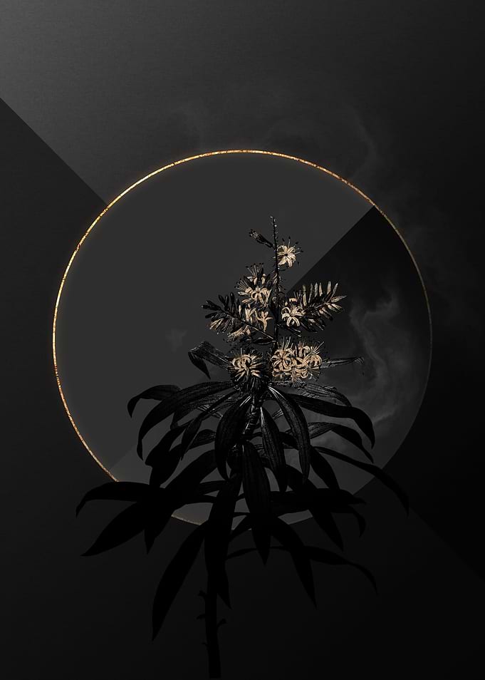 Dark Black and Gold Flower
