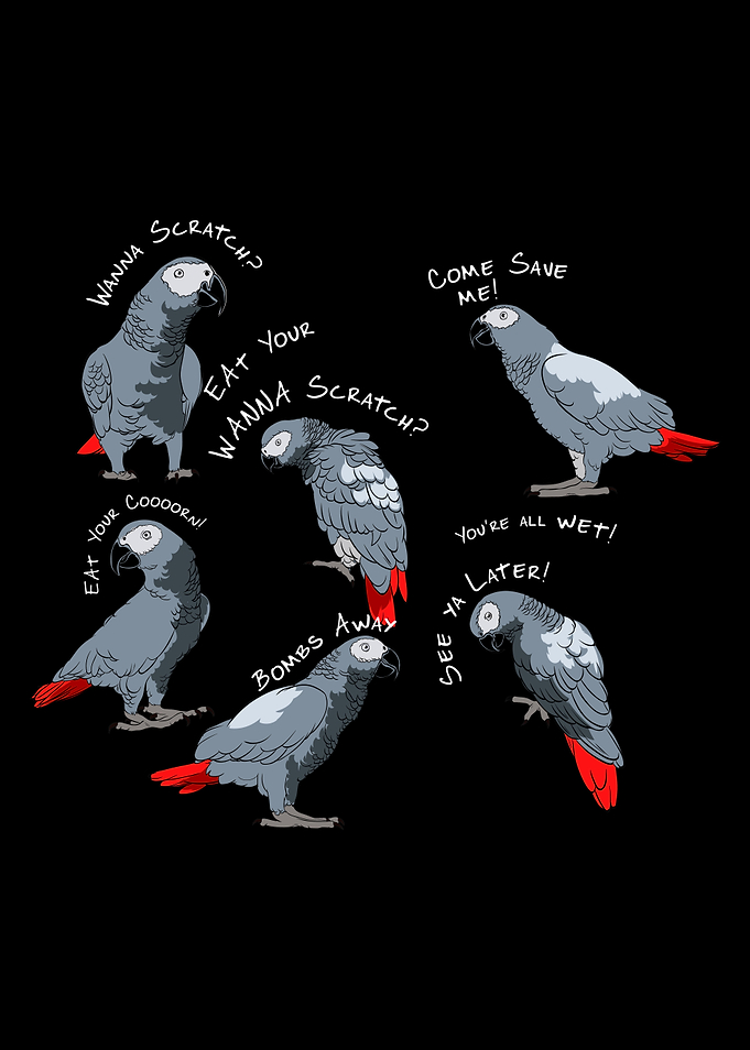 African Gray Parrot