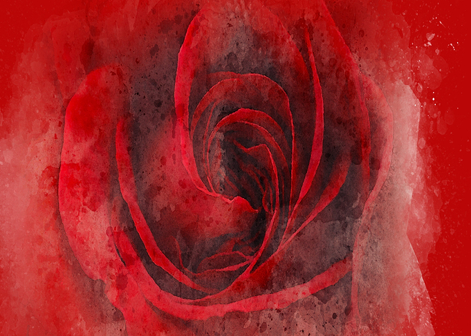 Rose Flower abstract