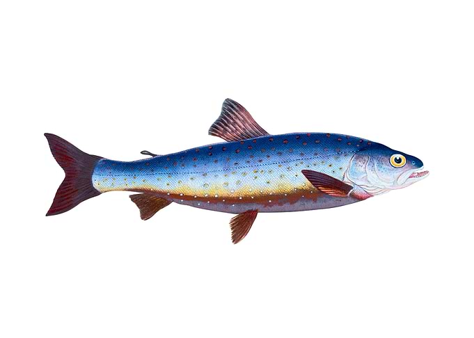Salvelian Charr Salmo