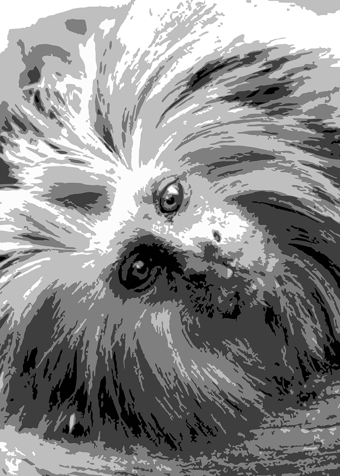 golden lion tamarin v11