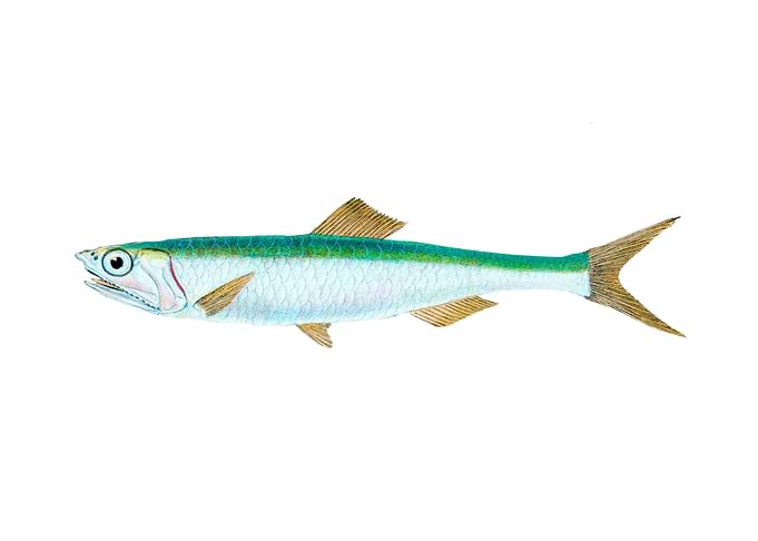 Smelt Salmo eperlanus