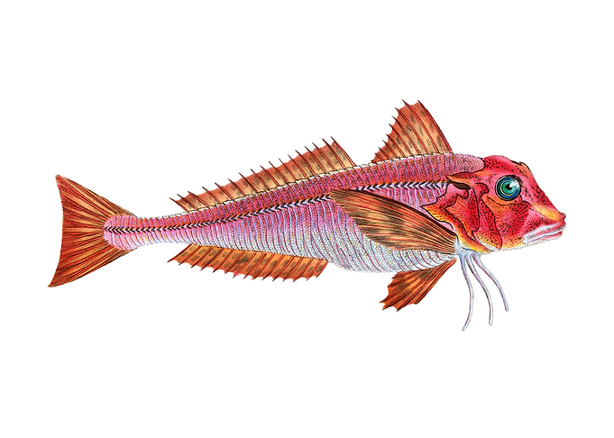 Red gurnard