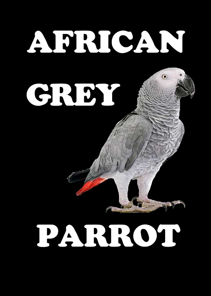 African Gray Parrot