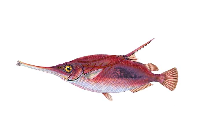 Snipe or Trumpet fish