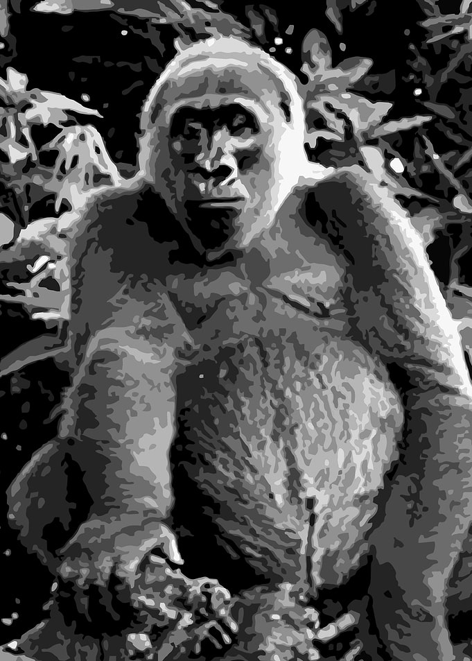 gorilla v27