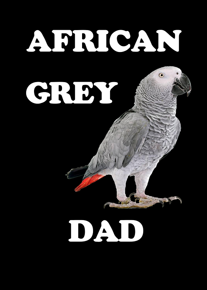 African Gray Parrot