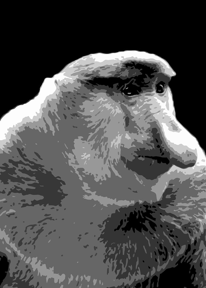 monkey black and white v24