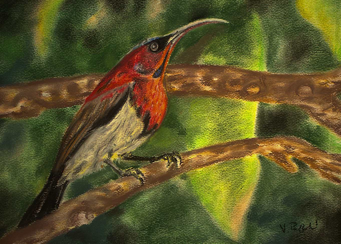Vigorss Sunbird
