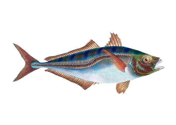 Scad Scomber Trachurus