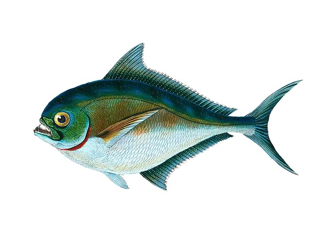 Ray toothed Gilt head