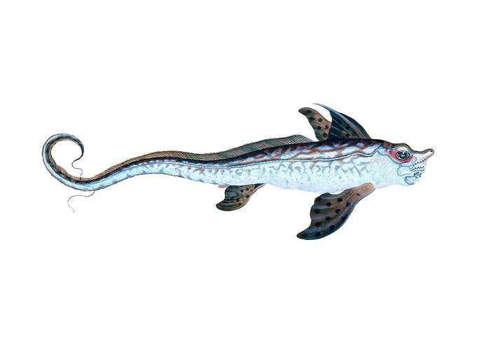 Sea Monster or rabbit fish