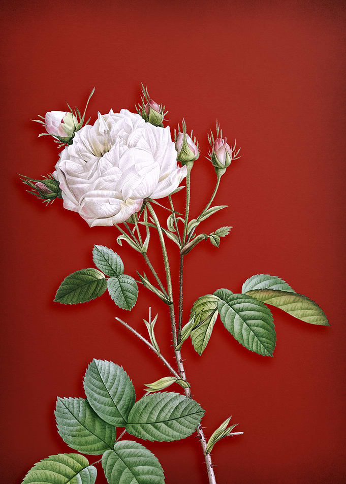 White Provence Rose on Red