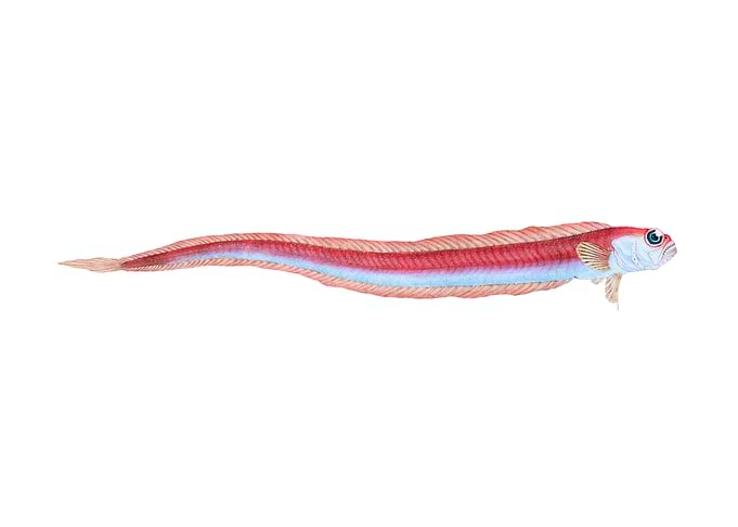 Rubescent Band fish