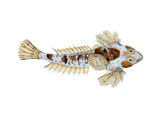 Sordit Dragonet