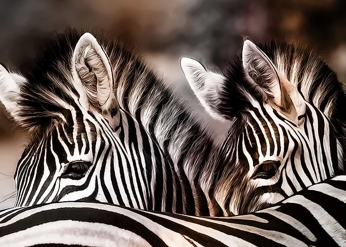 Zebra scene
