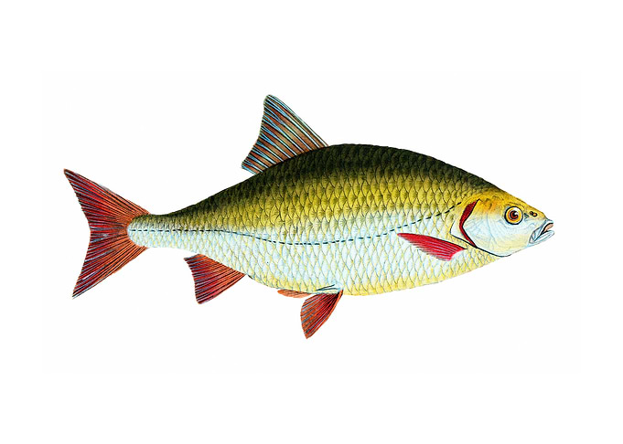 Red eye Cyprinus