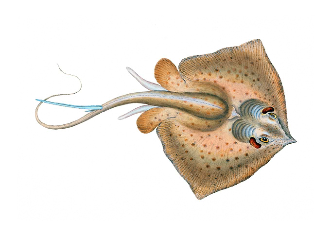 The common stingray