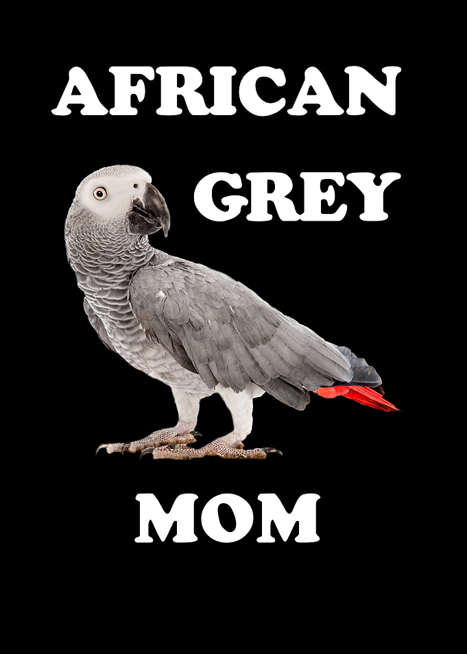 African Gray Parrot