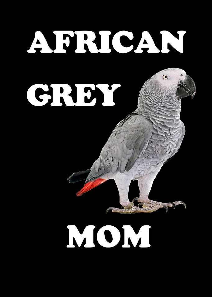 African Gray Parrot